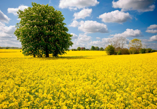 1054472 (a): :2560x1770